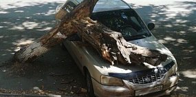 Ствол сухого дерева упал на припаркованный автомобиль в центре Орска