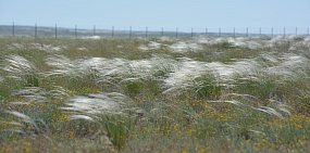 Деньги вместо участка: у многодетных семей Оренбургской области появился выбор