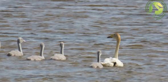 Лебеди. Стоп-кадр из видео «Светлинский»
