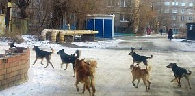 В Сакмарском районе собака покусала 2-летнего ребенка