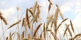 В Оренбурге «Агрофирма Краснохолмская» укрыла от уплаты налогов 12 млн рублей