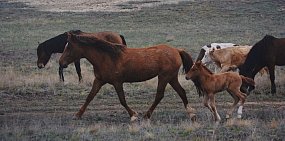 Какая погода ждет жителей Оренбургской области на этой неделе?