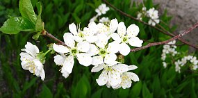 Какая погода ждет жителей Оренбурга и Орска в эти выходные