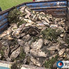Мертвая рыба из Ириклинского водохранилища вывозится на скотомогильник, 16.06.2019