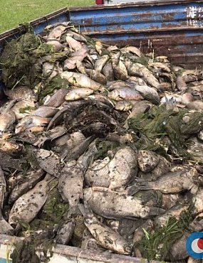 Экологическая катастрофа на Ириклинском водохранилище: что происходит сегодня?