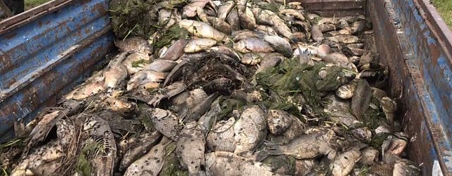 Мертвая рыба из Ириклинского водохранилища вывозится на скотомогильник, 16.06.2019