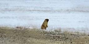 Сурки в оренбургском заповеднике объявили о весне