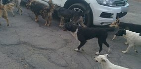 Бездомные собаки в Орске. Фото из архива
