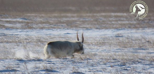 Впервые за 20 лет в заказнике Светлинский удалось увидеть и сфотографировать сайгаков