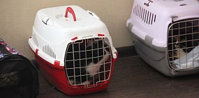 Администрация Оренбурга заключила прямые договоры на отлов бездомных собак