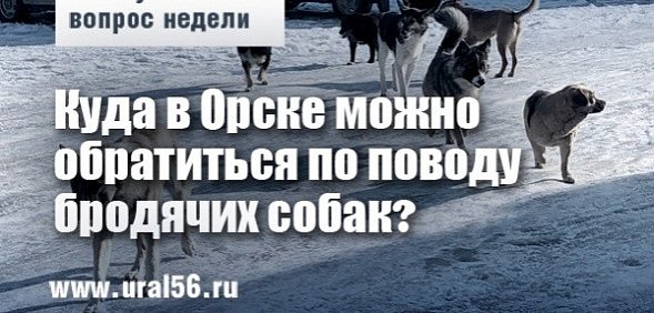 Коммунальный вопрос: Куда в Орске можно обратиться по поводу бродячих собак?