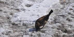 Какая погода ждет оренбуржцев на этой неделе?