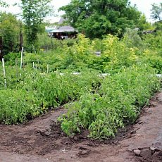 Дача в Оренбургской области