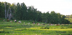 В Оренбургской области на 3 недели запретили находиться в лесах и собирать травы и грибы. Введен режим ЧС, проходит обработка от непарного шелкопряда