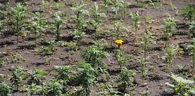 Василий Козупица удивился, почему не распускаются цветы на клумбах Орска