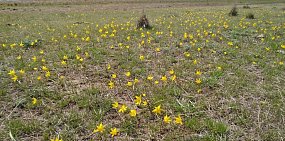 Первоцветы в Крыловке