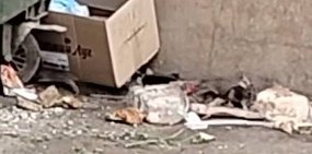 Крысы. Источник: Стоп-кадр из видео ТГ-канала «Любимый городок Овчинный»