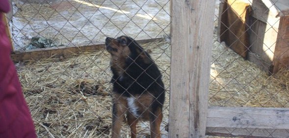 В Оренбурге женщина размазала соседке по лицу собачьи экскременты и получила штраф