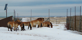 Лошади Пржевальского. Фото: ФГБУ «Заповденики Оренбуржья»