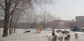 В Орске в начале 2026 года вновь будет действовать «короткий» контракт на отлов собак