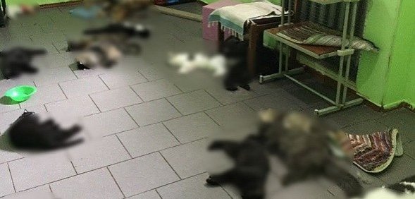 В Оренбурге от неизвестного газа в приюте погибли более 60 животных (видео и фото 18+)