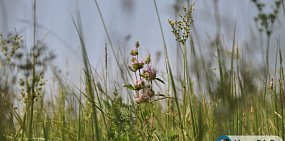 Какая погода ждет жителей Оренбурга и Орска на этой неделе?