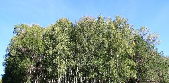 В 21 лесничестве Оренбургской области проведут обследование насаждений