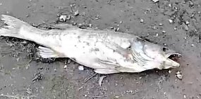 На берегу Ириклинского водохранилища нашли 40 тысяч мертвых рыб