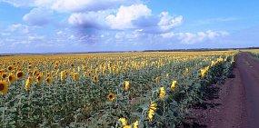 В ближайшие выходные дни в Оренбургскую область вернется летняя жара