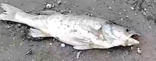 Мертвая рыба на берегу Ириклинского водохранилища, кадр из видео