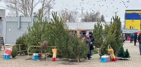 В Оренбурге открылись новогодние елочные базары: Где можно купить дерево и за сколько?