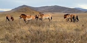 Лошади Пржевальского из Оренбургского заповедника осваиваются в Хакасии