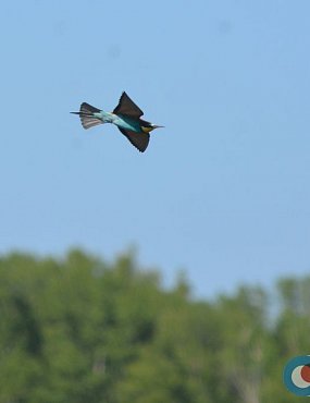 В Оренбургской области гнездится одна из самых красивых птиц в Европе – золотистая щурка