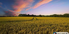 Первый вице-губернатор Оренбургской области сообщил, что перепады температуры могут негативно сказаться на урожае озимых