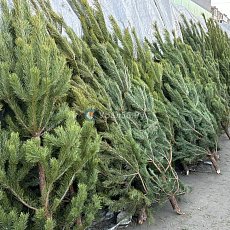 Продажа хвойный деревьев на «Восточном» рынке