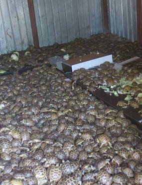 В Оренбургскую область из Казахстана пытались провезти более 4 тысяч редких черепах