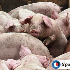 Свиньи на одном из комплексов Оренбургской области