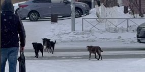 После нападений на детей в Ясном стаи бездомных собак снова появились на улицах города