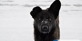 «Роскосмос» планирует создать корабль для отправки животных к Луне