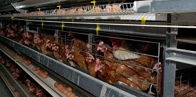 «ВЭБ Капитал» оценивает ситуацию на «Уральском бройлере» как «нестабильную, но не критическую»