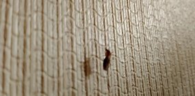 В многоквартирных домах Орска в середине марта появились комары