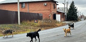 В Оренбурге собака покусала женщину за голову и руки. С владельца животного взыскали 100 тысяч рублей