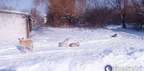 Собаки в Оренбургской области, фото из архива