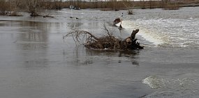 Несмотря на обильные осадки, сильного паводка в Оренбургской области не ожидается, но подтопление мостов и поселков возможно