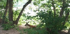 Соцсети: В Оренбурге дети и собаки до смерти загоняли косулю