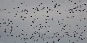 Стаи перелетных птиц. Фото заказника «Светлинский»