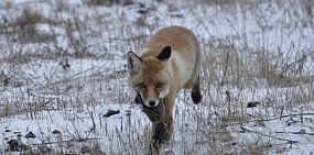  В Оренбургской области уменьшилось количество лис