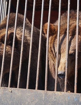 Глава Магаса спас трех медведей, которые жили в придорожном кафе в Оренбургской области