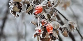 Заморозки в Оренбургской области. Фото из архива