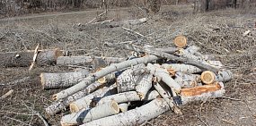 В Кувандыке местные жители смогли остановить вырубку деревьев в парке